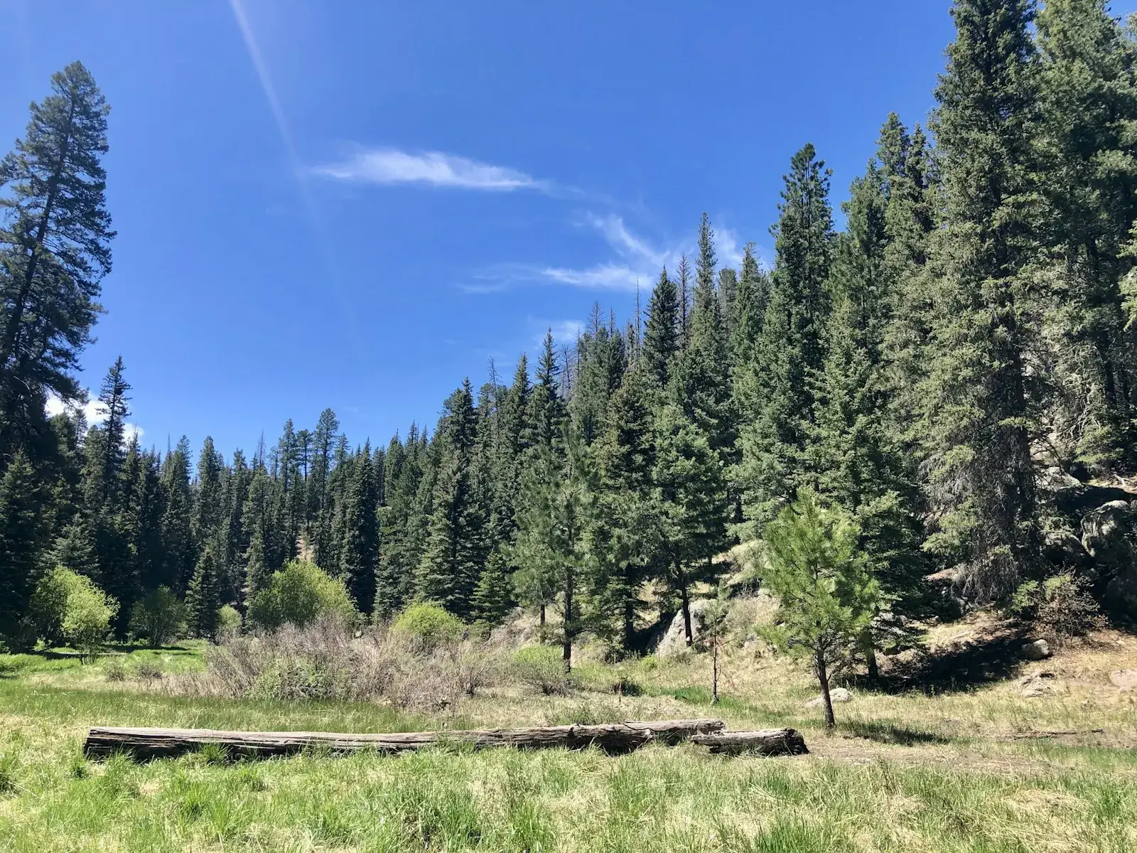 Bosque de pinos y pradera en la sierra de Mazamitla, Jalisco